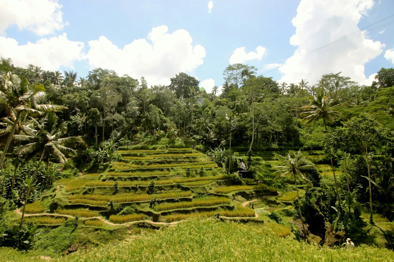 48 hours in Ubud