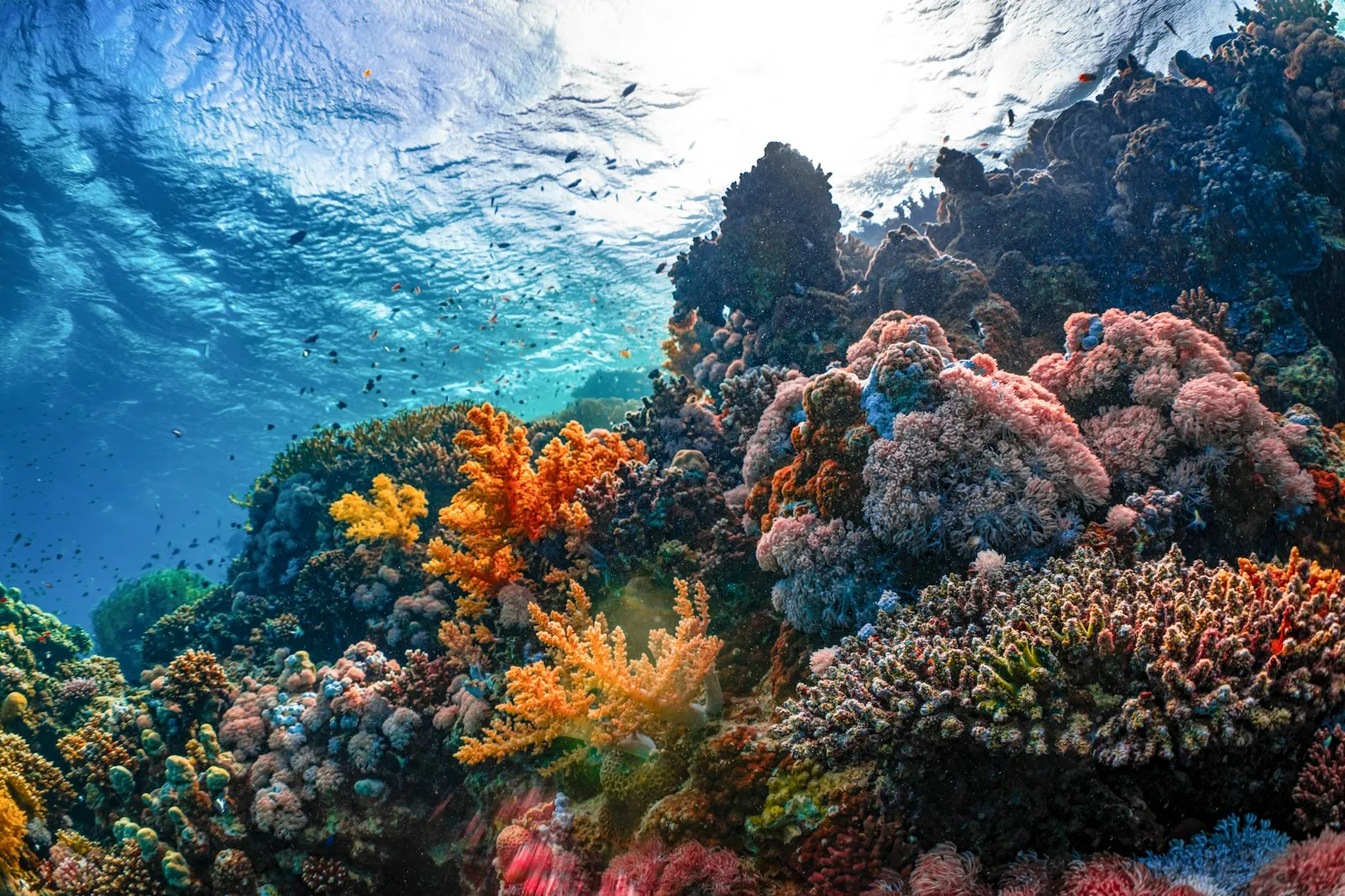 Bali diving and snorkeling guide