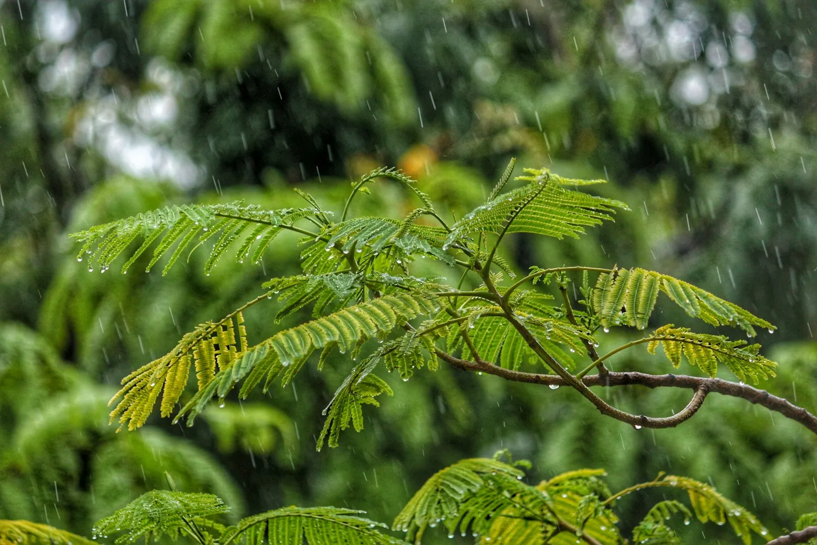 Bali in der Regenzeit: ein ehrlicher Guide