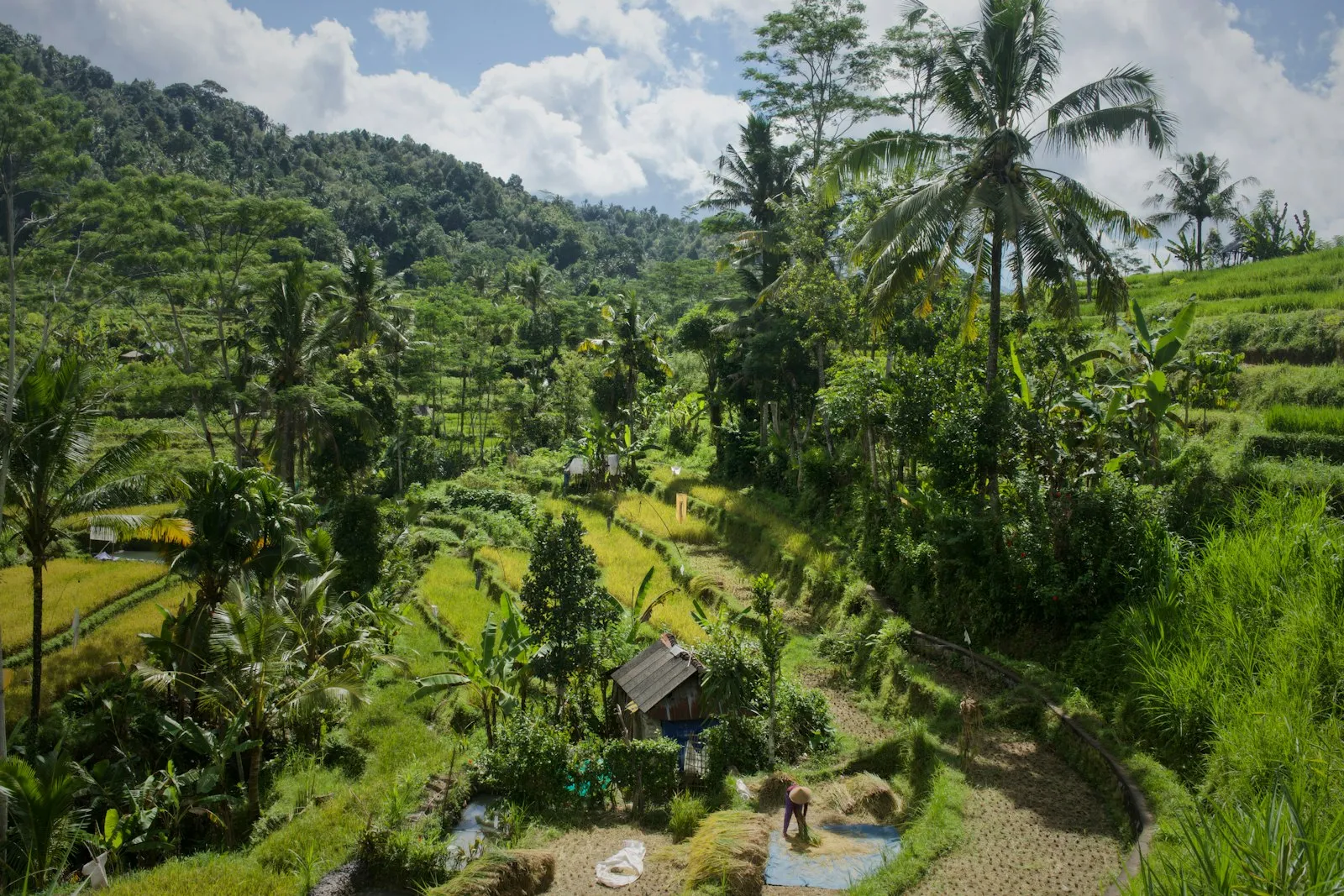 Bali